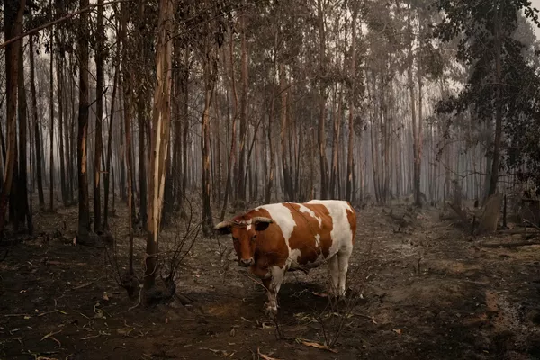 El rescate de animales silvestres es realizado por personal del centro de rehabilitación de la región del Ñuble y por estudiantes de la facultad de veterinaria de la Universidad de Concepción sede Chillán. En la foto: un toro entre los árboles quemados en las cercanías de Santa Juana, provincia de Concepción. El rescate de animales silvestres es realizado por personal del centro de rehabilitación de la región del Ñuble y por estudiantes de la facultad de veterinaria de la Universidad de Concepción sede Chillán. En la foto: un toro entre los árboles quemados en las cercanías de Santa Juana, provincia de Concepción. - Sputnik Mundo