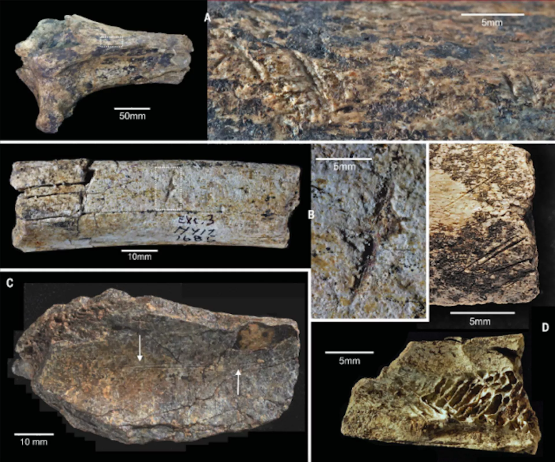 Fragmentos de tibia de hipopótamo (A), costilla (B) y huesos de bóvido (C,D) con marcas de corte Fragmentos de tibia de hipopótamo (A), costilla (B) y huesos de bóvido (C,D) con marcas de corte - Sputnik Mundo, 1920, 13.02.2023