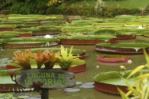 Las flores del nenúfar alcanzan los 36 centímetros de diámetro y solo se abren durante dos noches consecutivas, cerrándose durante el día. - Sputnik Mundo