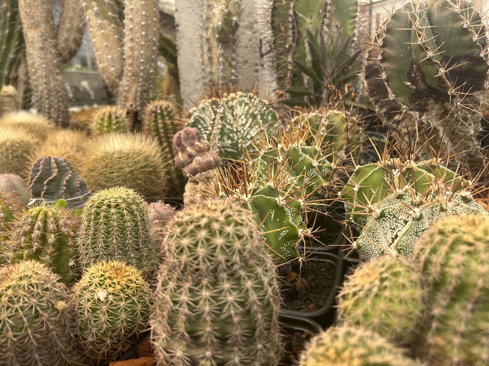 Yinztli, un vivero en el corazón de Xochimilco, al sur de la Ciudad de México - Sputnik Mundo, 1920, 15.02.2023