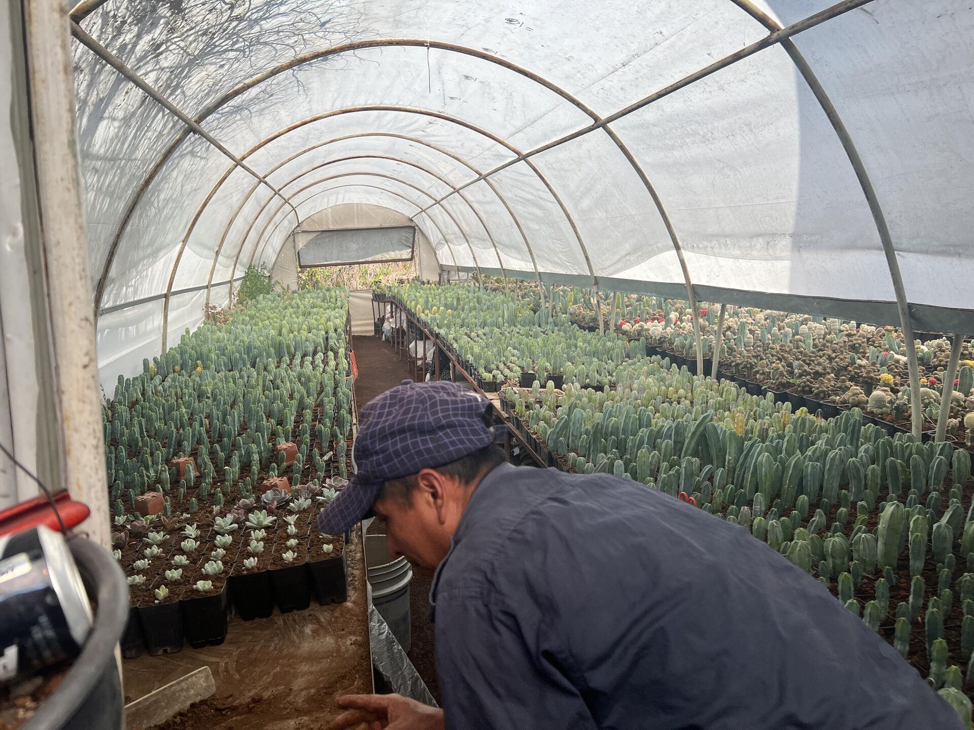 Yinztli, un vivero en el corazón de Xochimilco, al sur de la Ciudad de México - Sputnik Mundo, 1920, 15.02.2023