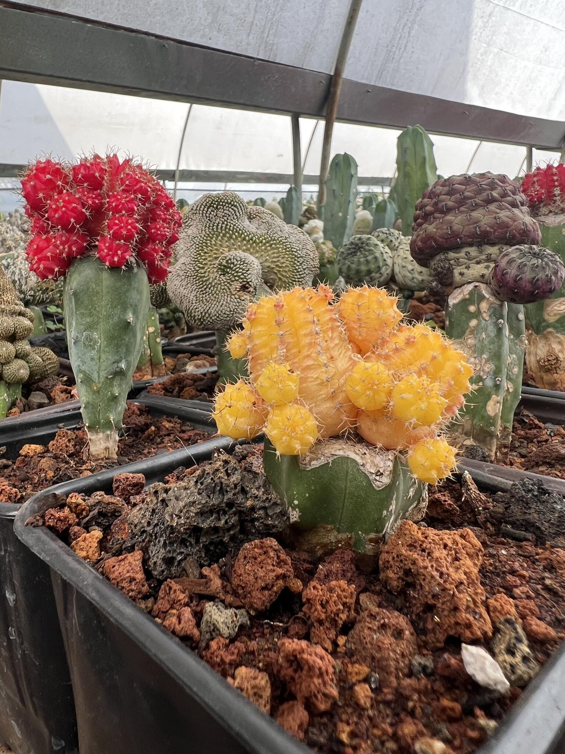 Yinztli, un vivero en el corazón de Xochimilco, al sur de la Ciudad de México - Sputnik Mundo, 1920, 15.02.2023