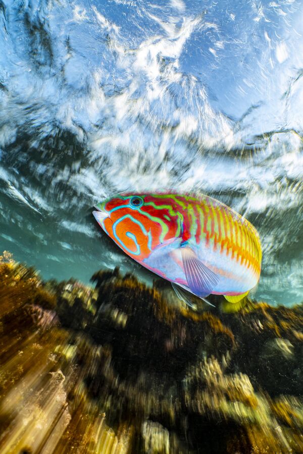 La foto Klunzinger&#x27;s wrasse in motion (Thalassoma rueppellii en movimiento) del fotógrafo alemán Enrico Somogyi, ganadora de la categoría Compact. - Sputnik Mundo