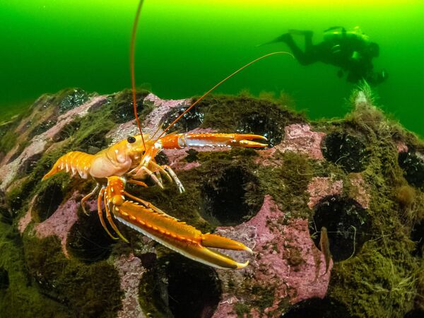Pipe reef (Arrecife de tubos) tomada por el fotógrafo británico Dan Bolt, ganadora de la categoría British Waters Living Together. - Sputnik Mundo