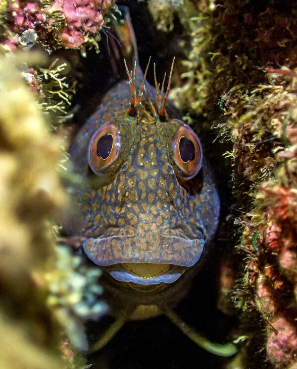Crack rock blenny (Blenio de roca agrietada) tomada por el fotógrafo británico Tony Reed, ganó en la categoría British Waters Compact. - Sputnik Mundo