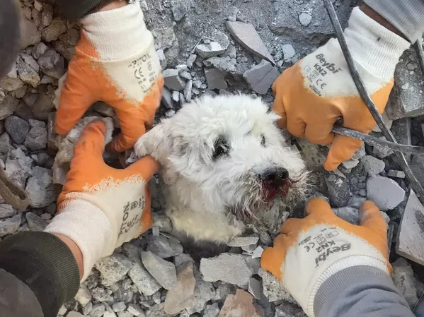 Los equipos de rescate sacan a un perro de entre los escombros en la ciudad turca de Hatay tres días después del terremoto. Los equipos de rescate sacan a un perro de entre los escombros en la ciudad turca de Hatay tres días después del terremoto. - Sputnik Mundo