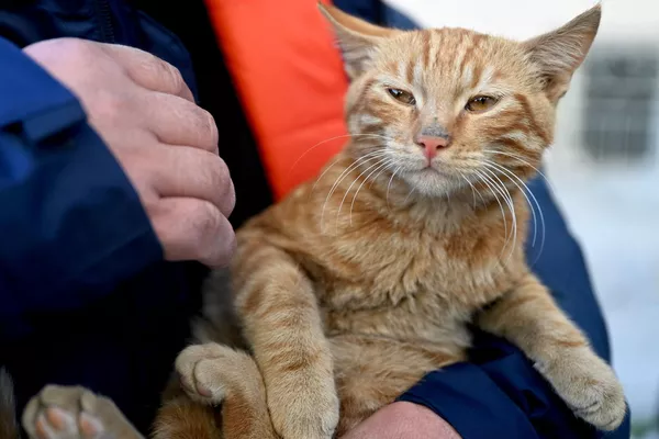 Un rescatista con una gata sacada de debajo de los escombros de un edificio derrumbado en Kahramanmaras 248 horas después del terremoto. Un rescatista con una gata sacada de debajo de los escombros de un edificio derrumbado en Kahramanmaras 248 horas después del terremoto. - Sputnik Mundo