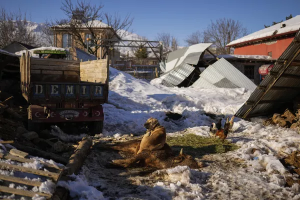 Un perro guardián en el pueblo turco de Polat, que se niega a comer, no se aleja de una vaca que murió a causa de las heridas del terremoto. Un perro guardián en el pueblo turco de Polat, que se niega a comer, no se aleja de una vaca que murió a causa de las heridas del terremoto. - Sputnik Mundo