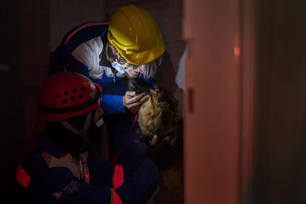 Miembros del grupo turco de protección de animales HAYTAP sacan a un perro de una casa afectada por el terremoto en la ciudad turca de Antakya. Miembros del grupo turco de protección de animales HAYTAP sacan a un perro de una casa afectada por el terremoto en la ciudad turca de Antakya. - Sputnik Mundo