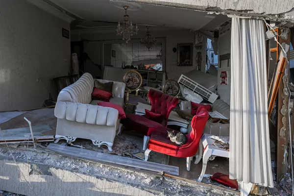 Una gata que sobrevivió tras el terremoto en Turquía sentada en un sillón en el salón de un edificio de apartamentos derrumbado en Hatay. Una gata que sobrevivió tras el terremoto en Turquía sentada en un sillón en el salón de un edificio de apartamentos derrumbado en Hatay. - Sputnik Mundo