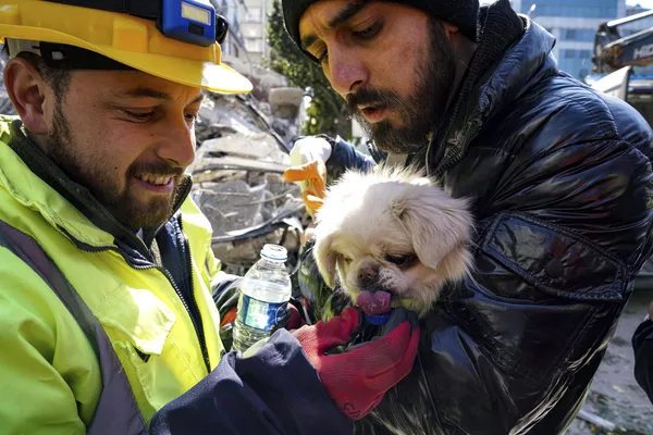 Rescatistas dan agua a un perro sacado de debajo de los escombros en Hatay. Rescatistas dan agua a un perro sacado de debajo de los escombros en Hatay. - Sputnik Mundo