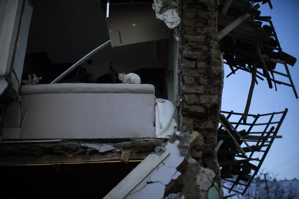 Gatos sobre las ruinas de un edificio residencial en el pueblo turco de Polat. Gatos sobre las ruinas de un edificio residencial en el pueblo turco de Polat. - Sputnik Mundo
