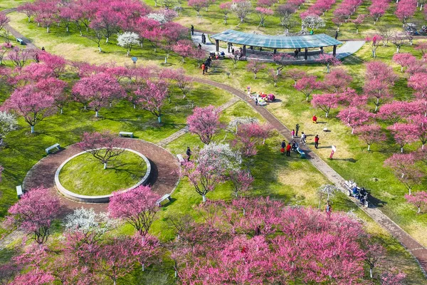 La gente admira los ciruelos en flor en Ningbo, provincia de Zhejiang, en el este de China. La gente admira los ciruelos en flor en Ningbo, provincia de Zhejiang, en el este de China. - Sputnik Mundo