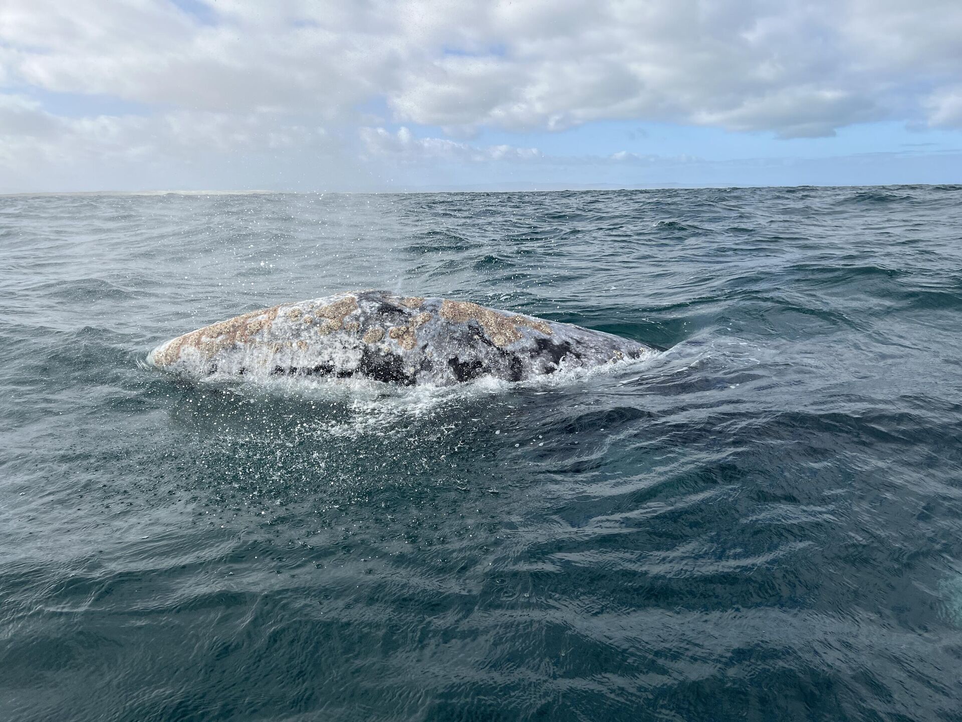 Avistamiento de la ballena gris en las costas mexicanas del océano Pacífico - Sputnik Mundo, 1920, 20.02.2023