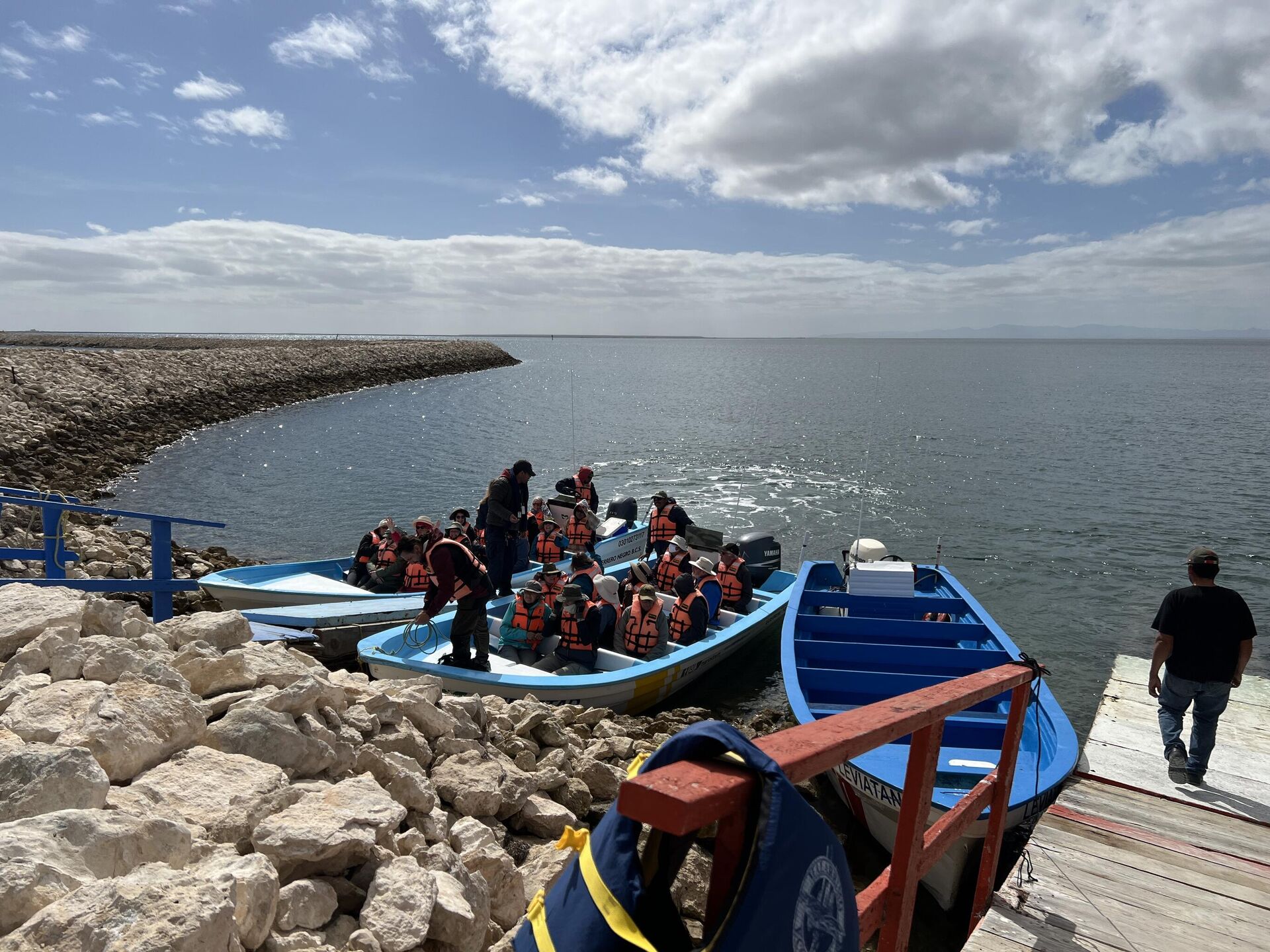 Recorridos turísticos para apreciar al cetáceo que arriba a las costas de Baja California Sur - Sputnik Mundo, 1920, 20.02.2023
