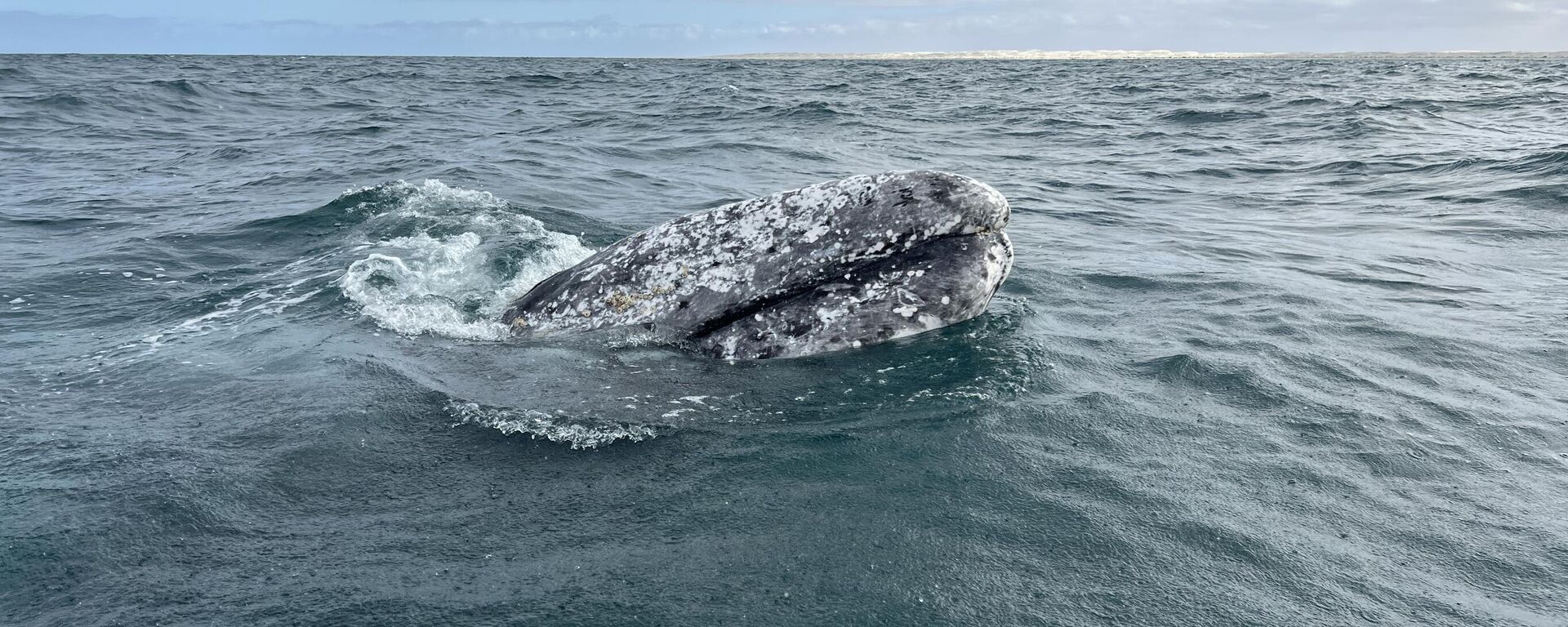 Avistamiento de la ballena gris en las costas mexicanas del océano Pacífico - Sputnik Mundo, 1920, 20.02.2023