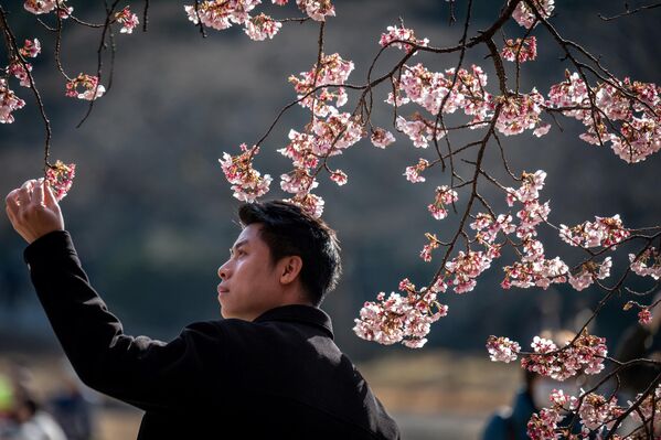 Un hombre posa para las fotos ante un cerezo en flor en el parque Shinjuku Gyoen de Tokio. - Sputnik Mundo