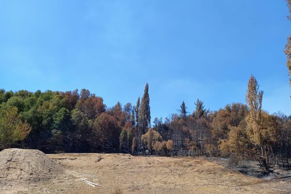 Pastoreo estratégico en Bosques de Chacay, en Santa Juana, Chile - Sputnik Mundo