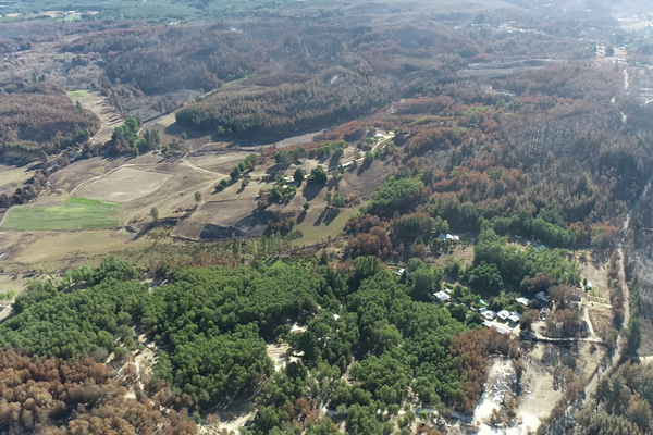 Pastoreo estratégico en Bosques de Chacay, en Santa Juana, Chile - Sputnik Mundo