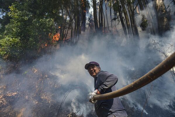 El Gobierno chileno informó el 21 de febrero de cuatro incendios alarmantes por su proximidad a zonas pobladas del centro-sur del país, donde los fuegos han causado 25 muertos y más de 7.000 personas sin hogar desde principios de mes.  En la foto: un voluntario apaga un incendio en El Patagual, Chile. - Sputnik Mundo