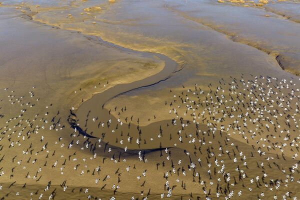 Esta foto aérea muestra avocetas comunes volando sobre el agua en humedales costeros cerca de la desembocadura del río Linhong en Lianyungang, en la provincia oriental china de Jiangsu. - Sputnik Mundo