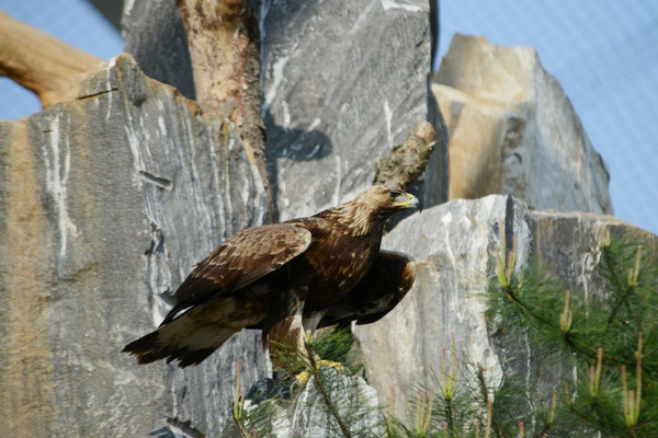 Águila real (Aquila chrysaetos) - Sputnik Mundo