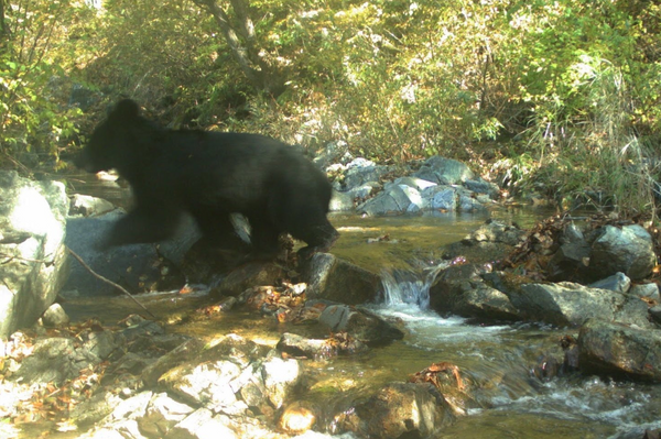 Oso negro asiático
 - Sputnik Mundo