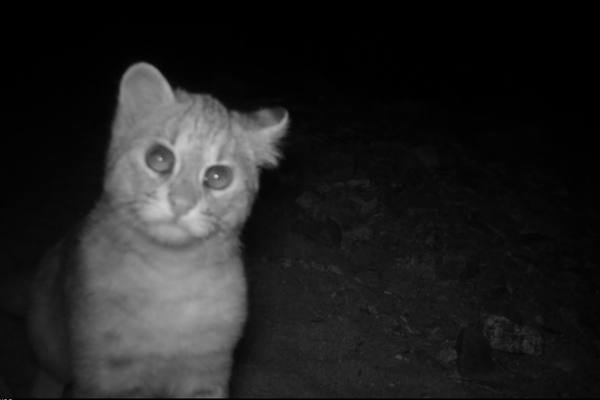 Felis bengalensis euptilura, un gato montés - Sputnik Mundo