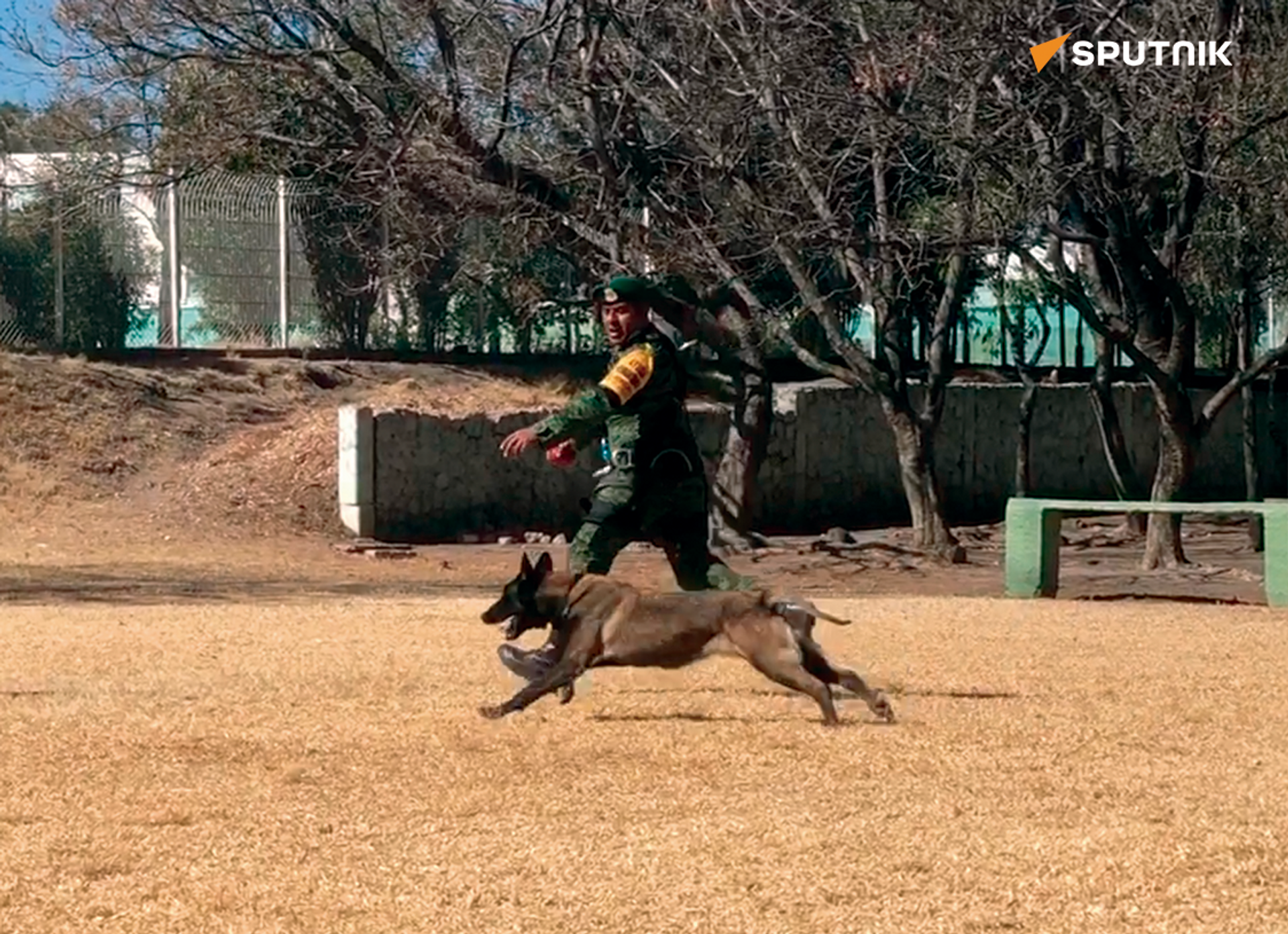 Los perros de trabajo del Ejército Mexicano se entrenan todos los días.  - Sputnik Mundo, 1920, 28.02.2023