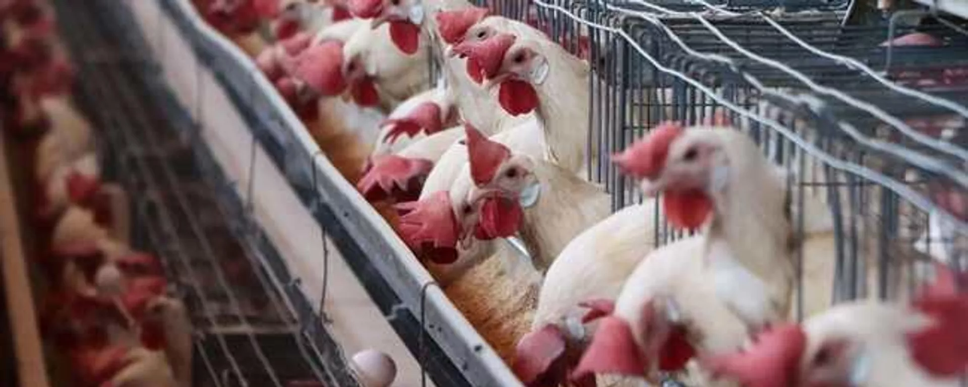 Aves de corral - Sputnik Mundo, 1920, 03.03.2023