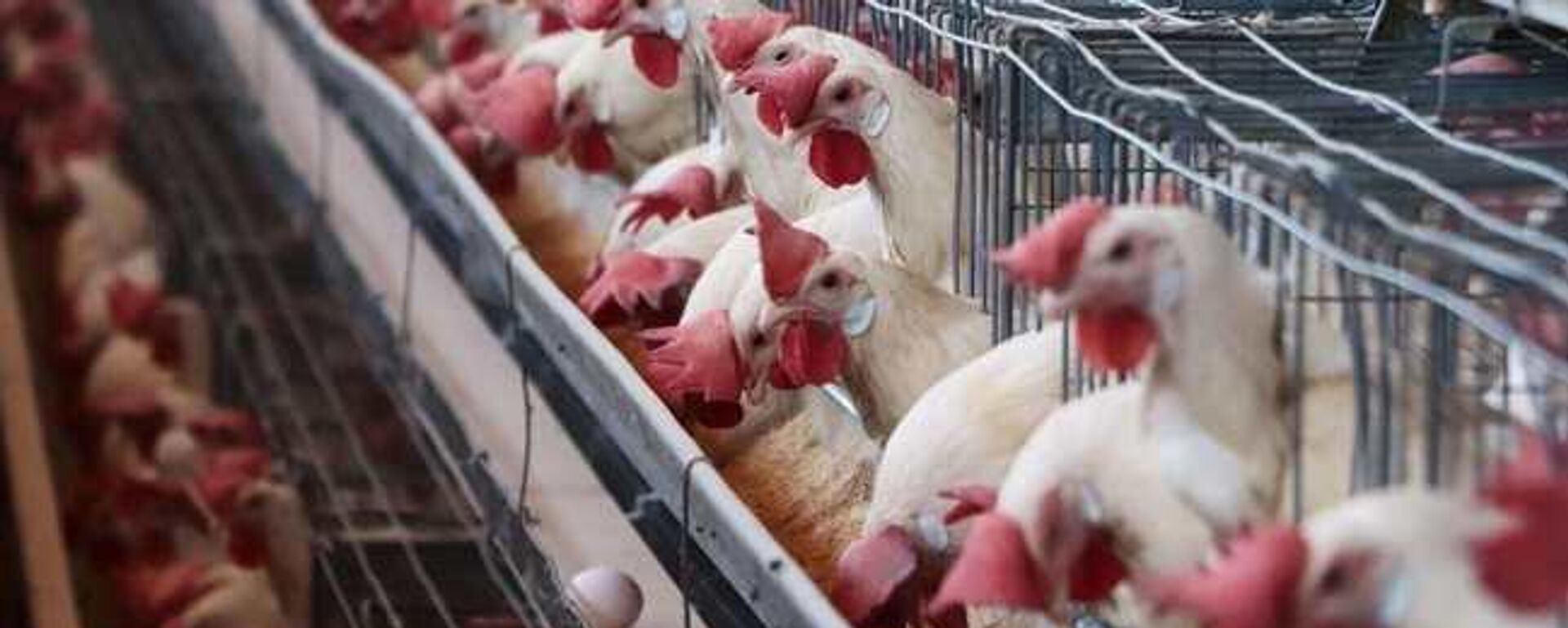 Aves de corral - Sputnik Mundo, 1920, 03.03.2023