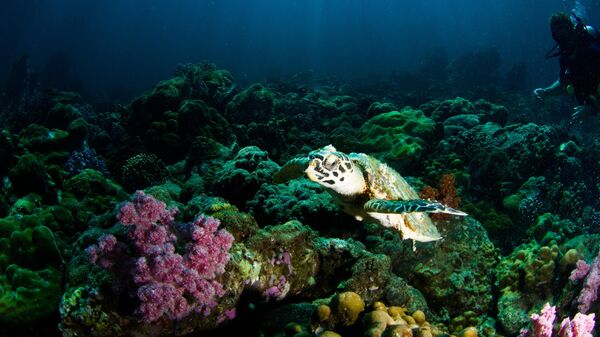 Tortuga en los corales - Sputnik Mundo