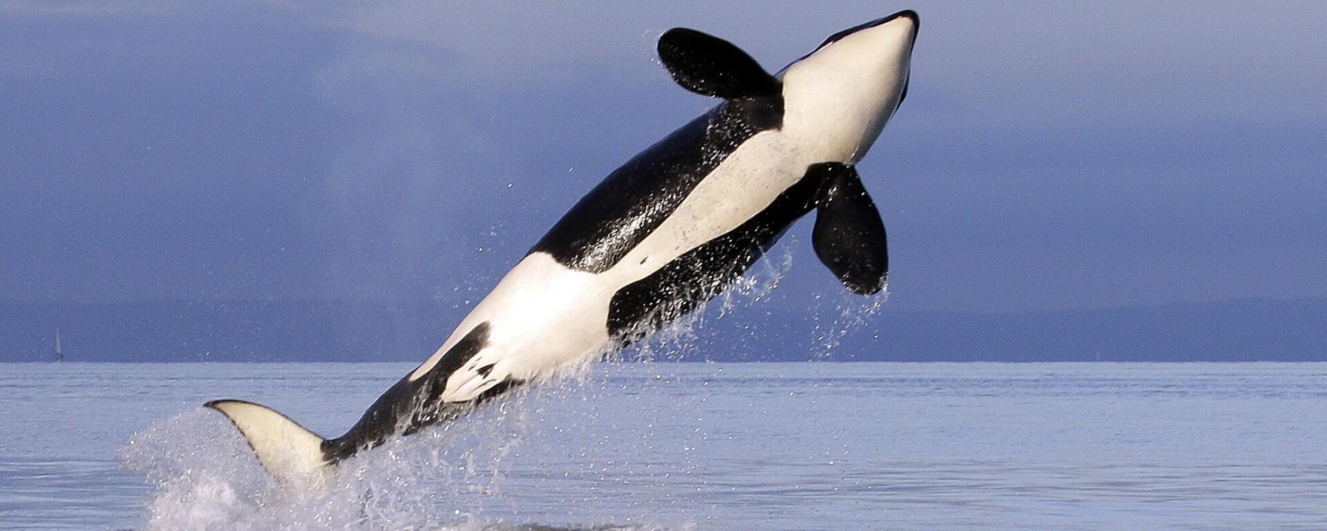 ballena orca ballena orca - Sputnik Mundo, 1920, 03.12.2024