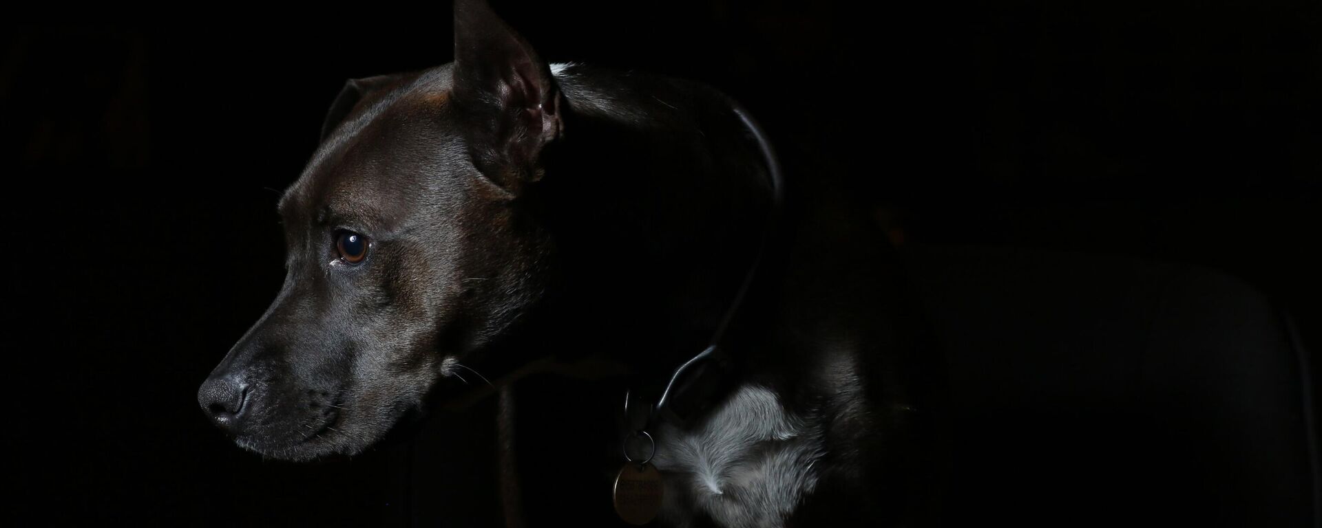 Un perro (imagen referencial) - Sputnik Mundo, 1920, 06.03.2023