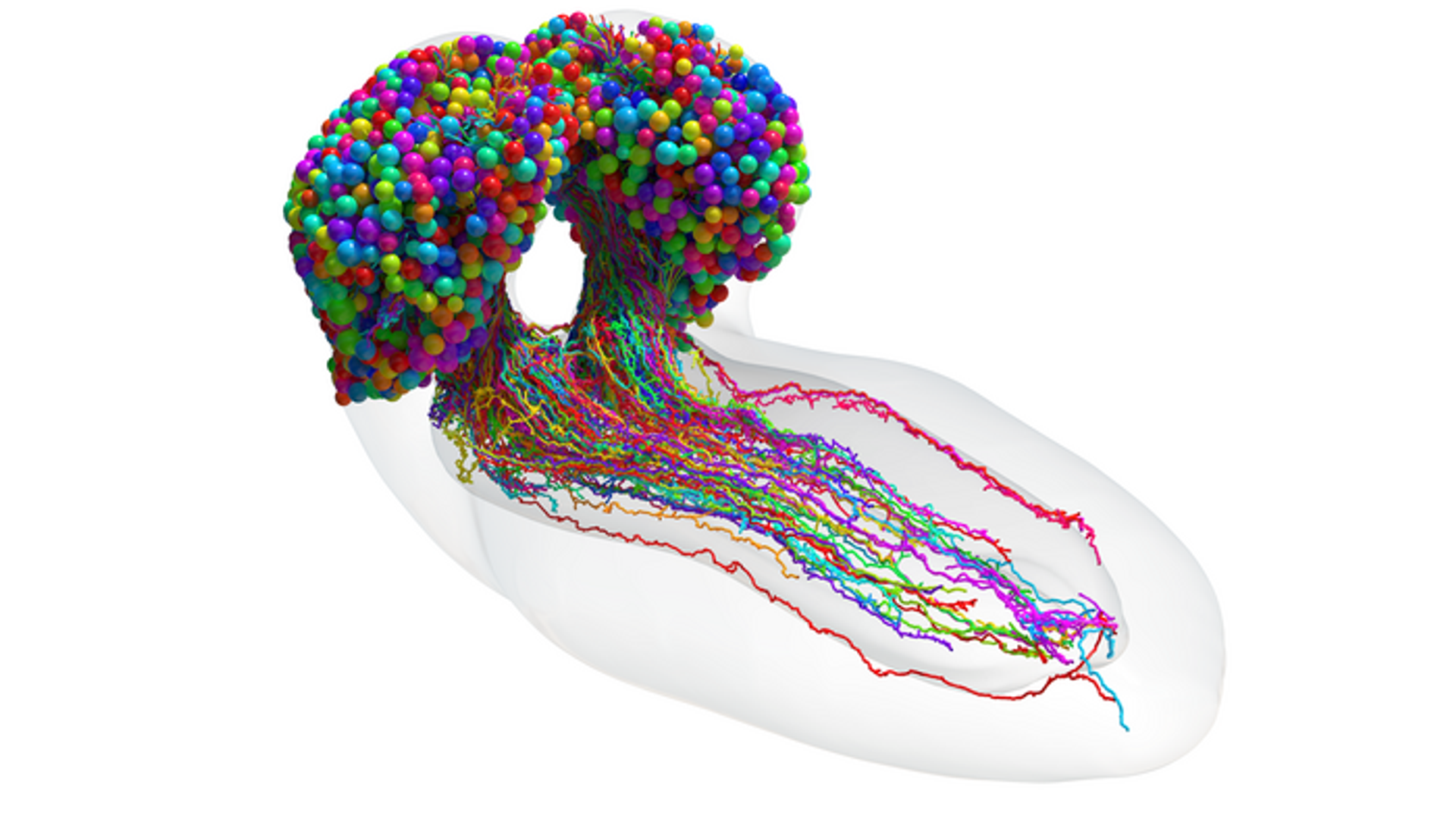 El conectoma del cerebro larval de Drosophila melanogaster o comúnmente llamada 'mosca de la fruta' - Sputnik Mundo, 1920, 12.03.2023