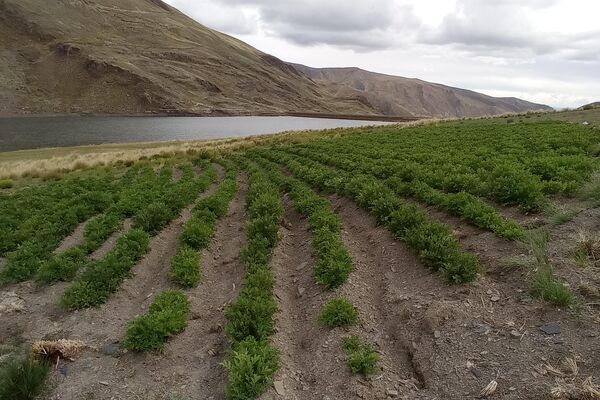 Serranías de Hampaturi, donde se encuentra la represa que sirve de agua a La Paz. - Sputnik Mundo