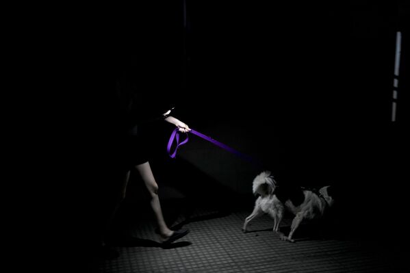 El encendido masivo de los aparatos de aire acondicionado ha provocado cortes de electricidad. Miles de hogares se quedaron sin servicio eléctrico.En la foto: una mujer y su perro en una calle de Buenos Aires durante el apagón. - Sputnik Mundo