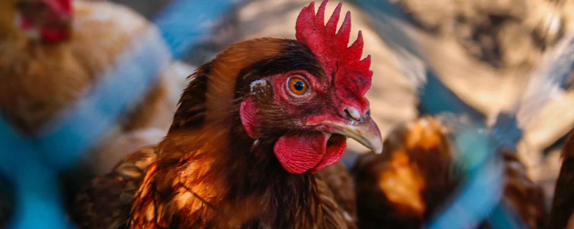 Gallina - Sputnik Mundo, 1920, 17.03.2023