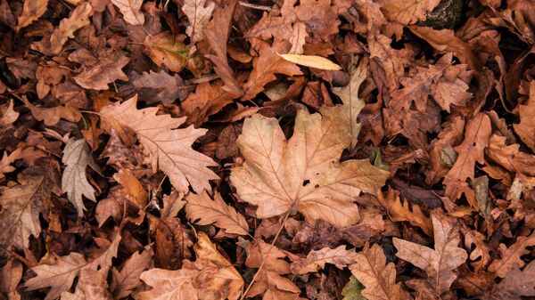 Otoño, imagen referencial  - Sputnik Mundo