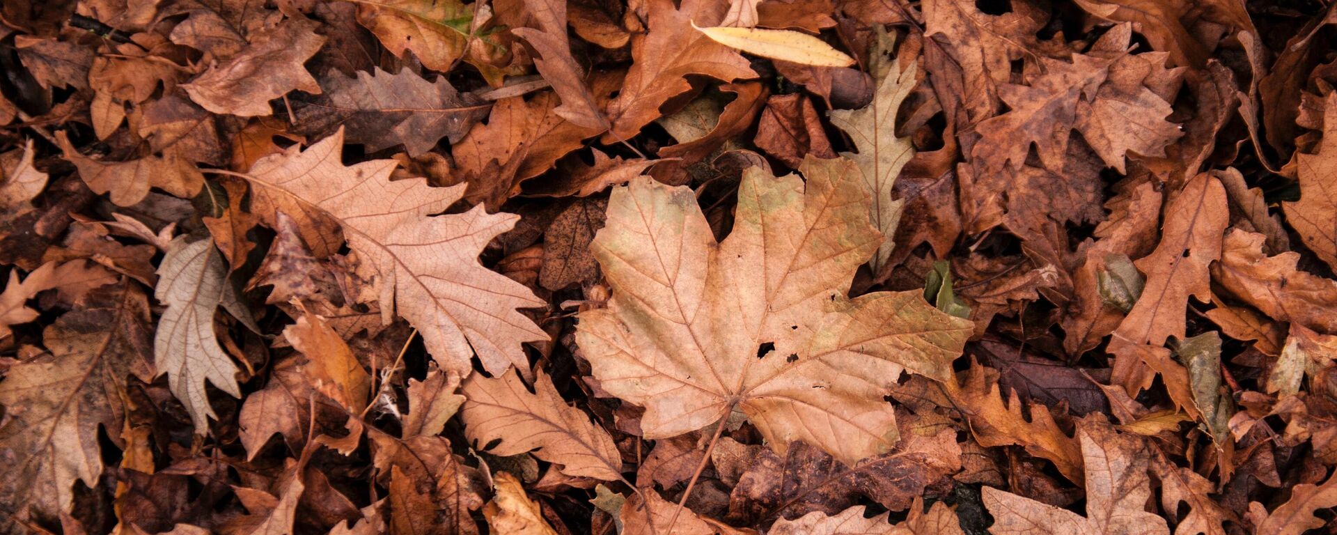 Otoño, imagen referencial  - Sputnik Mundo, 1920, 20.03.2023