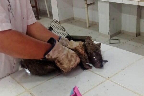El cachorro de &#x27;Atelocynus microtis&#x27; capturado para su estudio y observación. - Sputnik Mundo