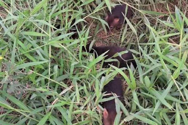 El cachorro de &#x27;Atelocynus microtis&#x27; tenía entre siete u ocho meses. - Sputnik Mundo