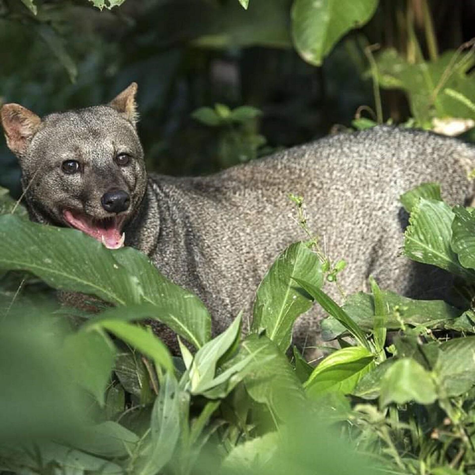 El 'Atelocynus microtis', también llamado 'perro fantasma' en Bolivia - Sputnik Mundo, 1920, 21.03.2023