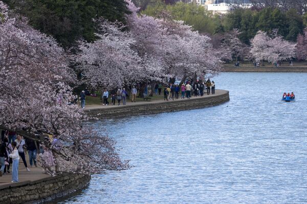 Árboles de cerezo en flor a orillas del Tidal Basin, en Washington, Estados Unidos. - Sputnik Mundo