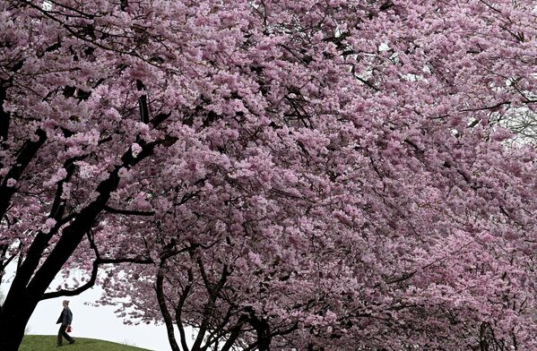 Unos árboles de cerezo en el Parque Olímpico de Múnich, Alemania. - Sputnik Mundo