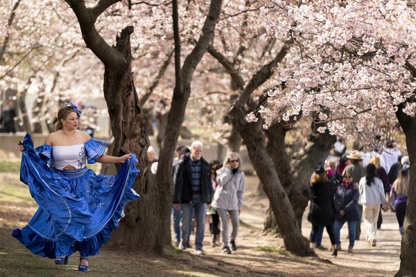 La colombiana Guijara Solano, residente en Arlington, Virginia, baila bajo un árbol de cerezos a orillas del Tidal Basin, en Washington, Estados Unidos. - Sputnik Mundo