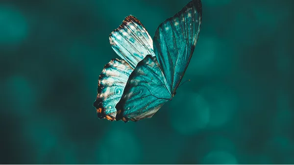 Mariposa (Imagen referencial) - Sputnik Mundo