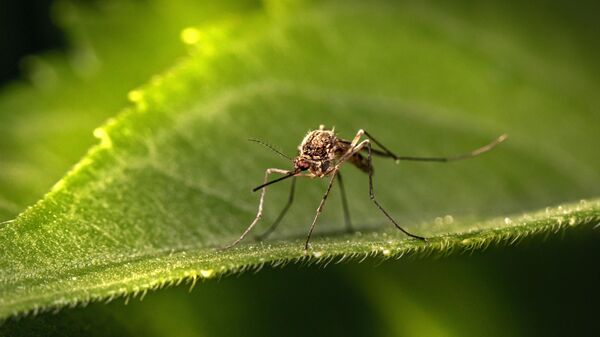 Un mosquito (imagen referencial) - Sputnik Mundo