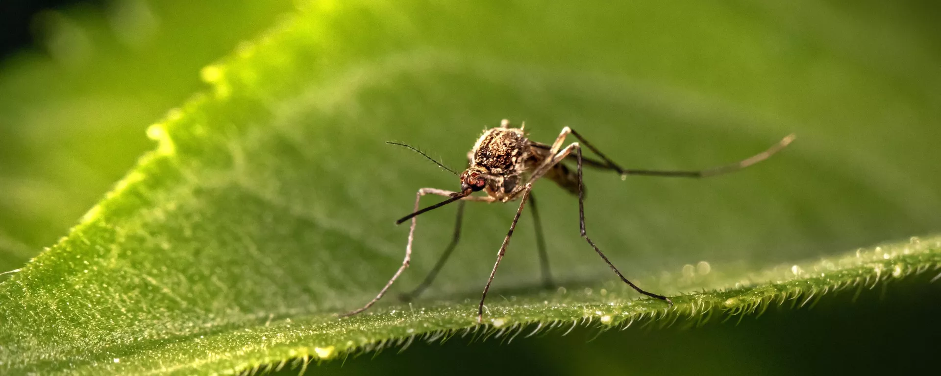 Un mosquito (imagen referencial) - Sputnik Mundo, 1920, 31.03.2023