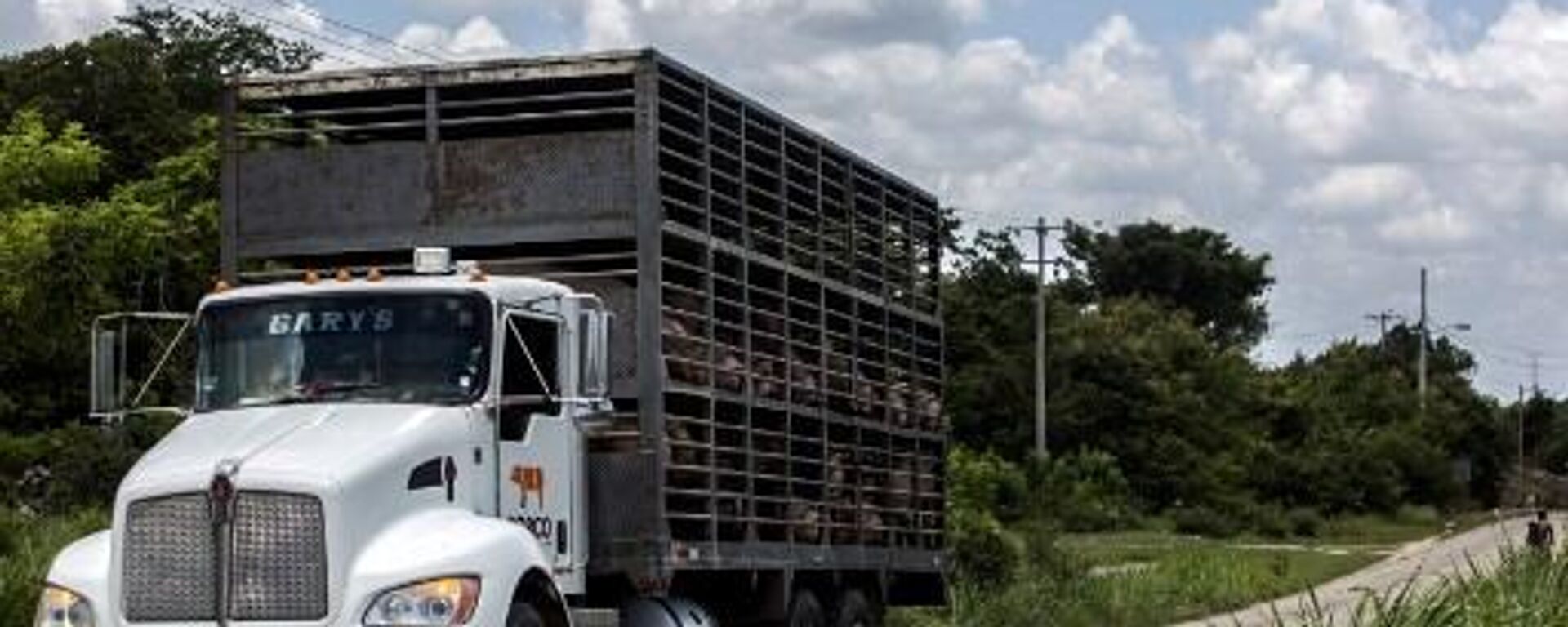 Transporte de cerdos en Yucatán. - Sputnik Mundo, 1920, 05.04.2023